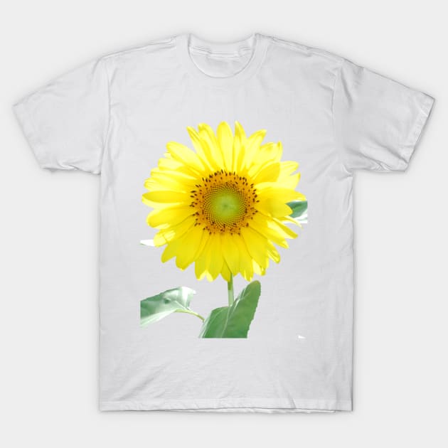 Sunflower T-Shirt by HammerPenStudio